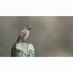 Rotschwanz DSC06411.jpg